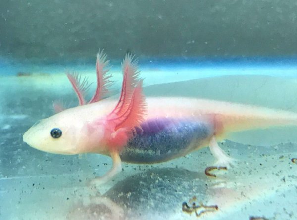 Мексиканская ходячая рыба аксолотль