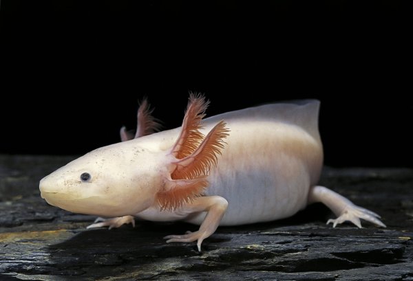 Амбистома и аксолотль