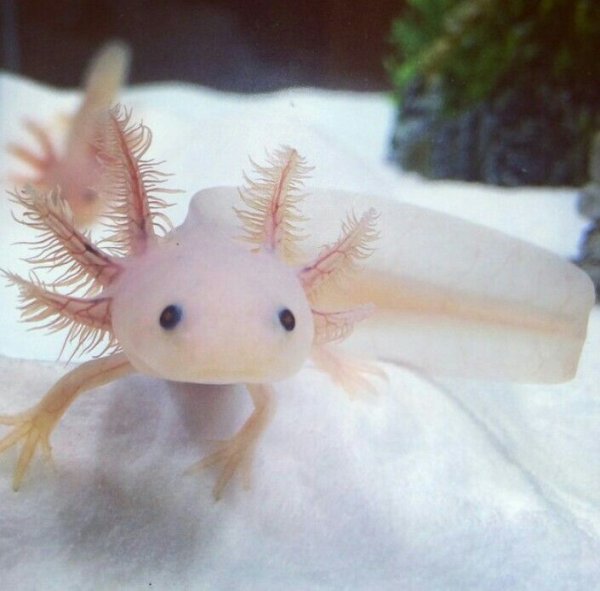 Аксолотль Геншин