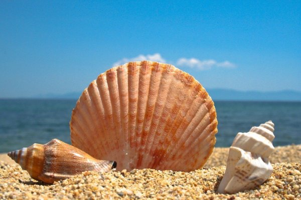 Морской гребешок Шелл