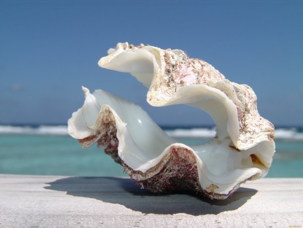 Раковина морская тридактна