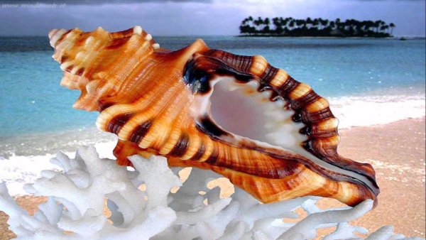 Красивые большие ракушки