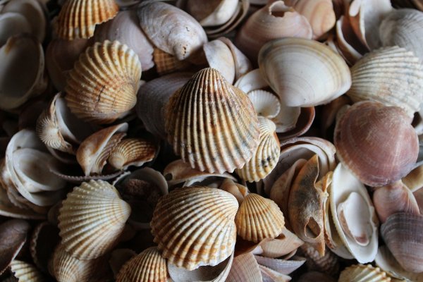 Морские двустворчатые моллюски