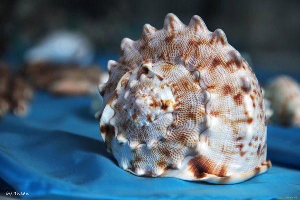 Морские раковины и кораллы