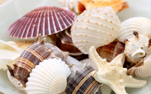 Самые красивые морские ракушки