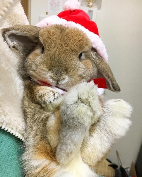 Новогодний заяц