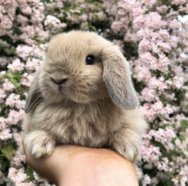 Карликовый Длинноухий кролик