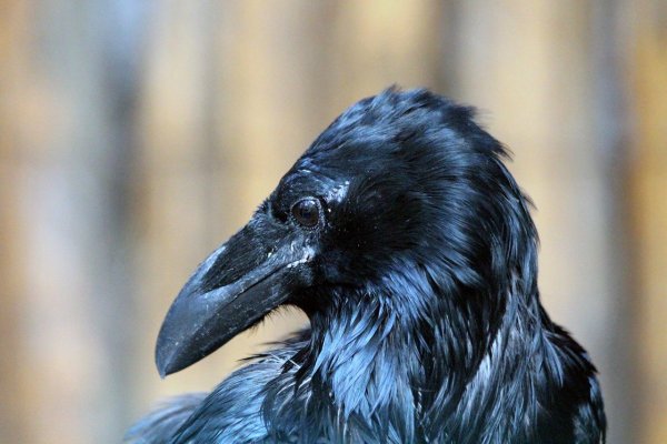 Raven and Crow
