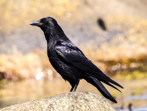 Королевский ворон Коракс