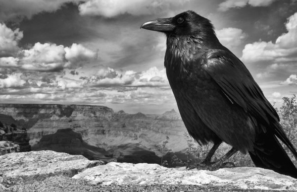 Corvus Corax птица
