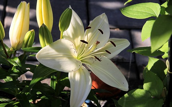 Лилии Аполло