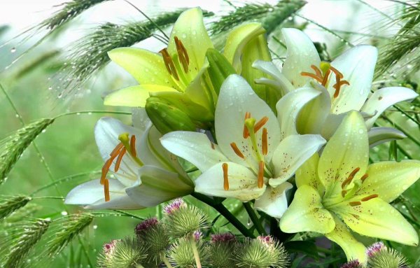 Клайв Николс цветы лилии