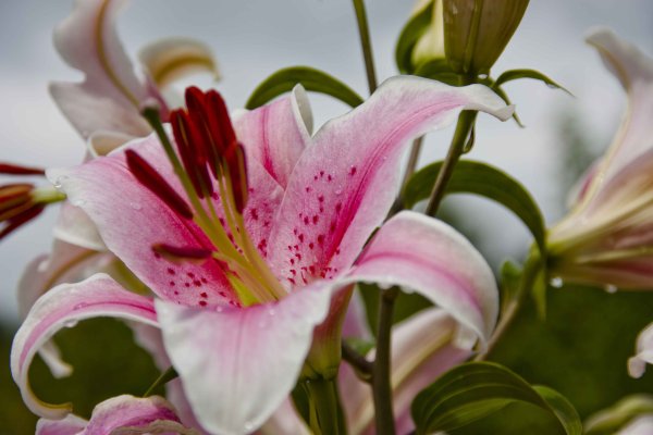 Лилия Гран Туризмо