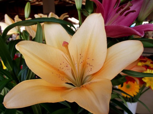 Лилия Вермеер