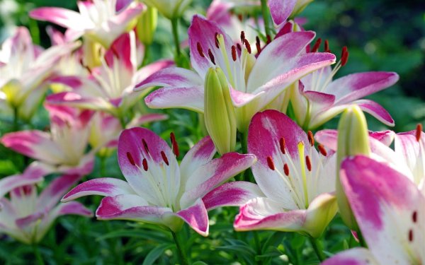 Лилия Марриотт