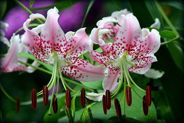 Лилия Специозум рубрум