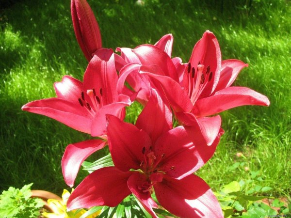 Лилия ла гибрид Тиррено