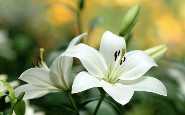 Лилия Сильвер