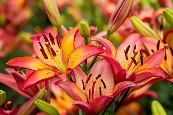 Лилия Марриотт розовый