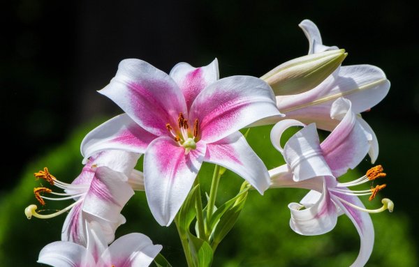 Лилия Будлайт