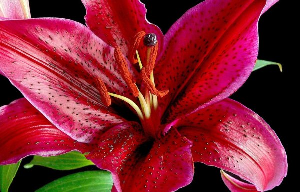 Лилия Модена