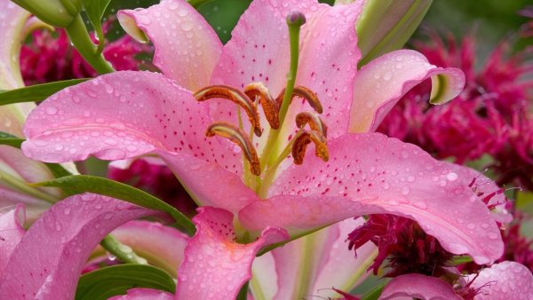 Лилия Барбадос