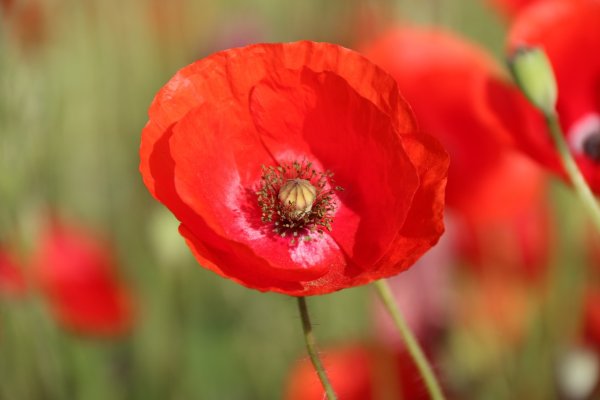 Poppies (маки)
