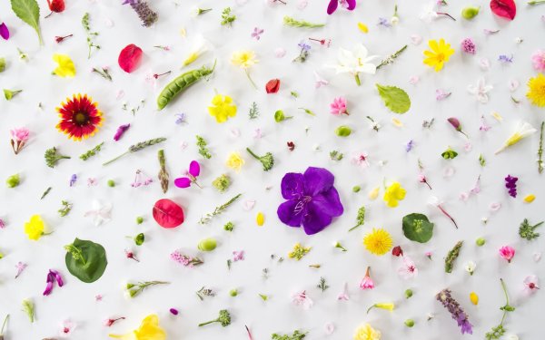 Обои с яркими цветами