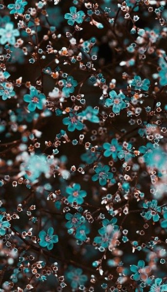 Бирюзовые цветы