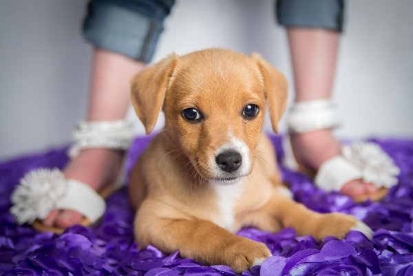 Про маленького щенка