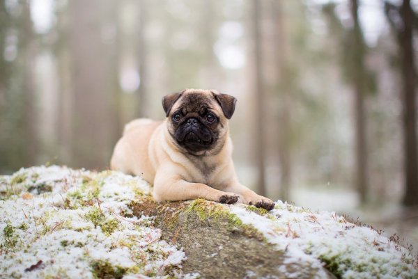 Pug Мопс