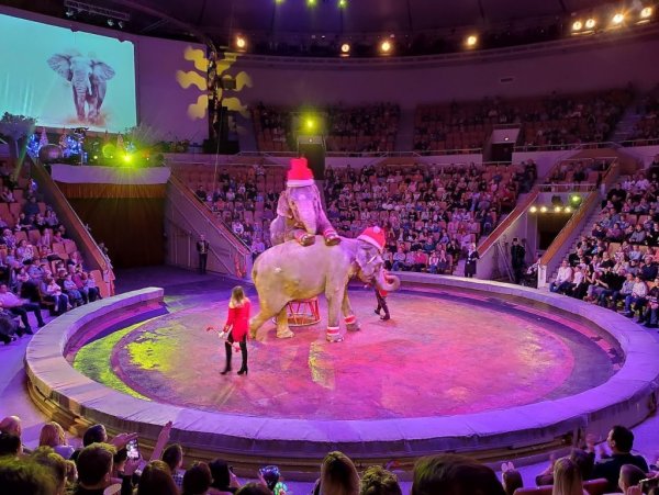 Екатеринбургский государственный цирк имени в и Филатова