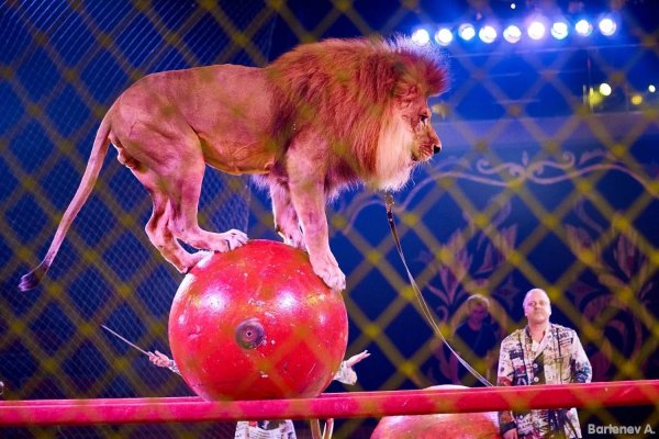 Цирк зверей