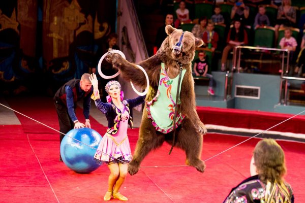 В цирке представление