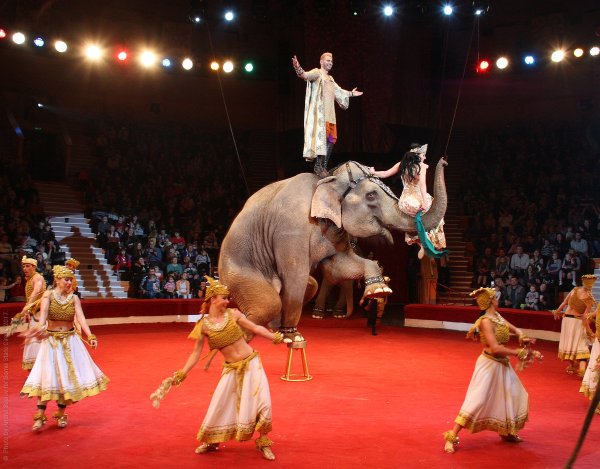 В цирке представление