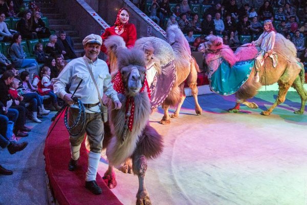 Цирк представления Ижевск