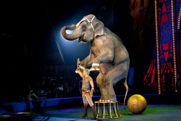 Корнилов дрессированные слоны