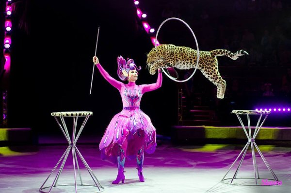 Большой цирк на проспекте Вернадского шоу