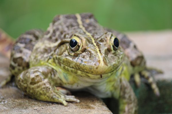 Сибирская лягушка Rana amurensis