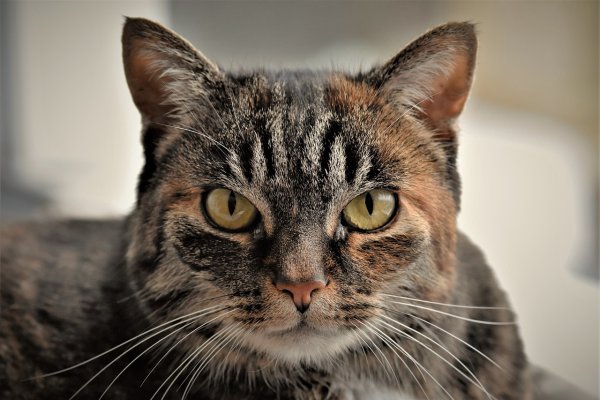 Морды котов
