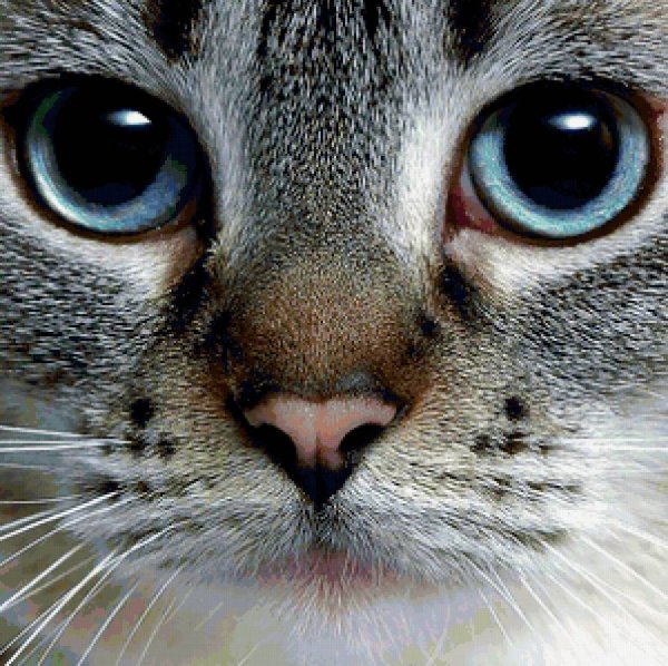 Кошка Норд