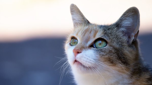 Морда кота