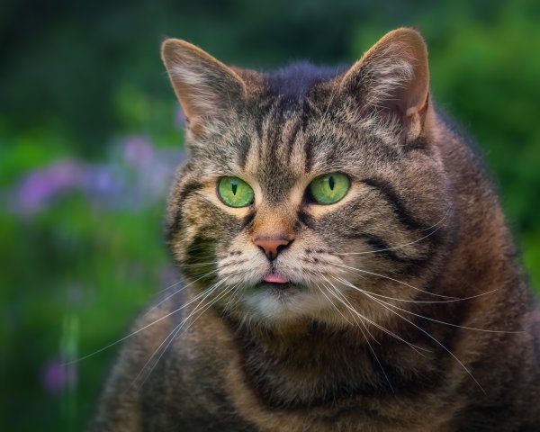 Морда кошки арт
