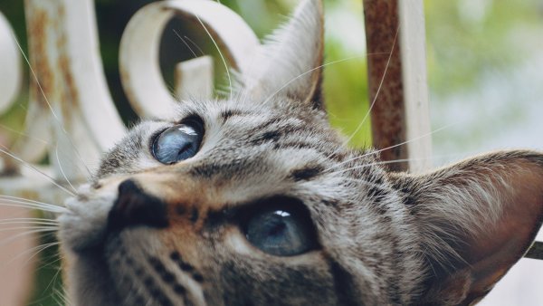 Красивые коты