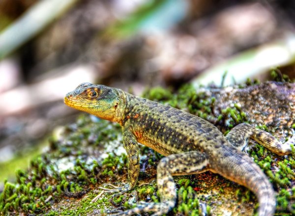 Полосатая ящерица Lacerta strigata