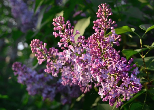 Сирень Маршал бирюзов