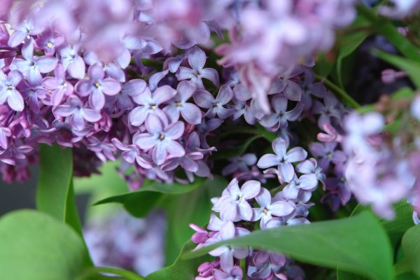 Сирень обыкновенная Найт