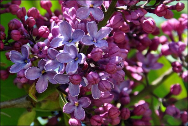 Цветение сирени