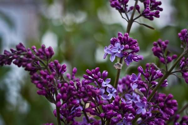 Сирень обыкновенная бургунди Квин