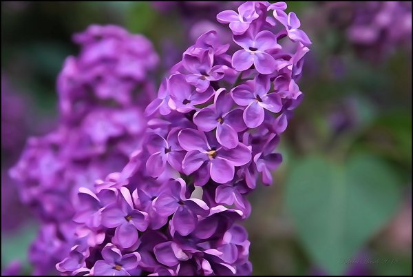 Сирень Яндекс